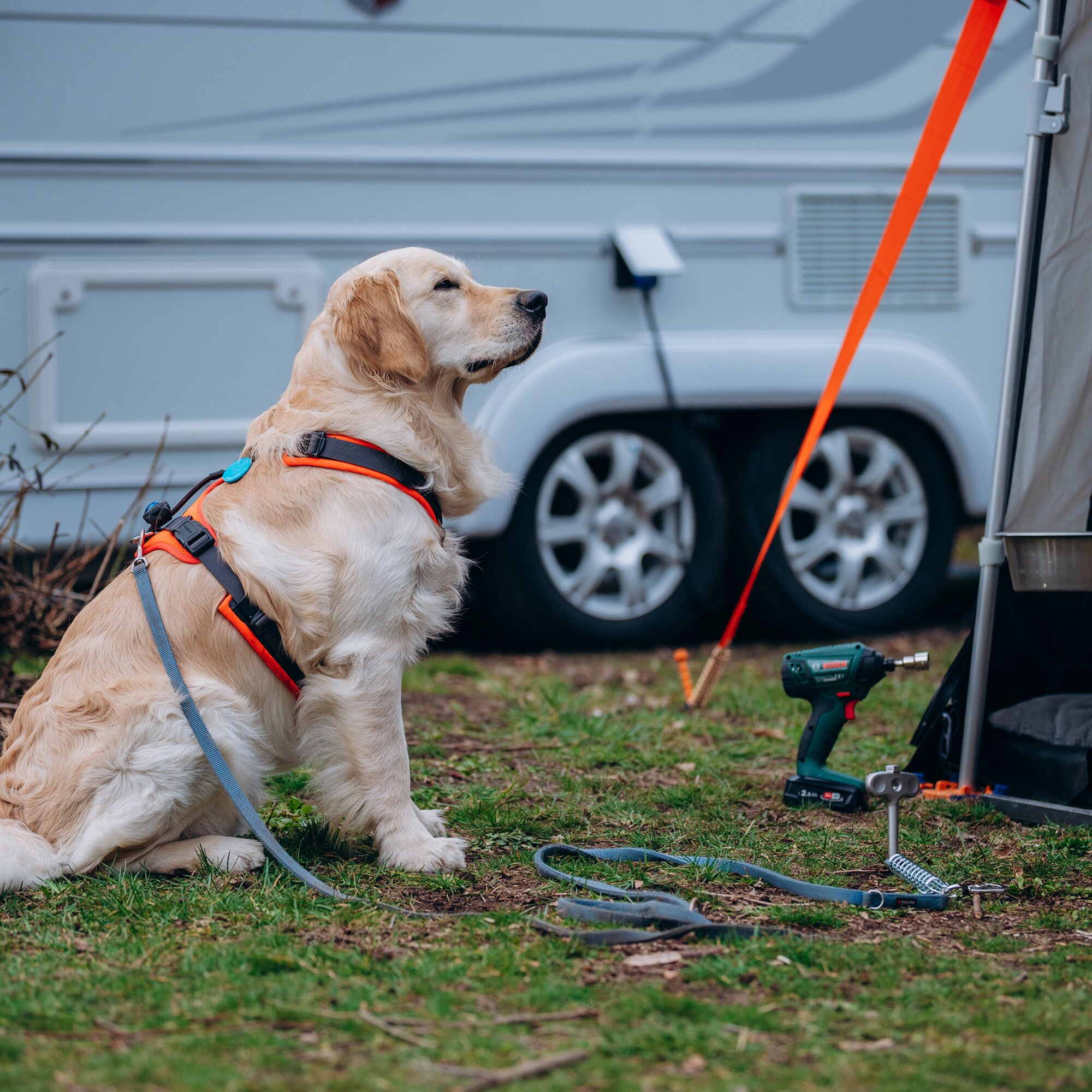 Hundehering – Bodenanker für Haustiere