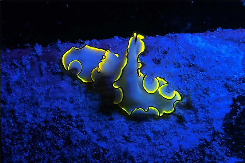 SeaLife Sea Dragon Fluoro-Dual Beam